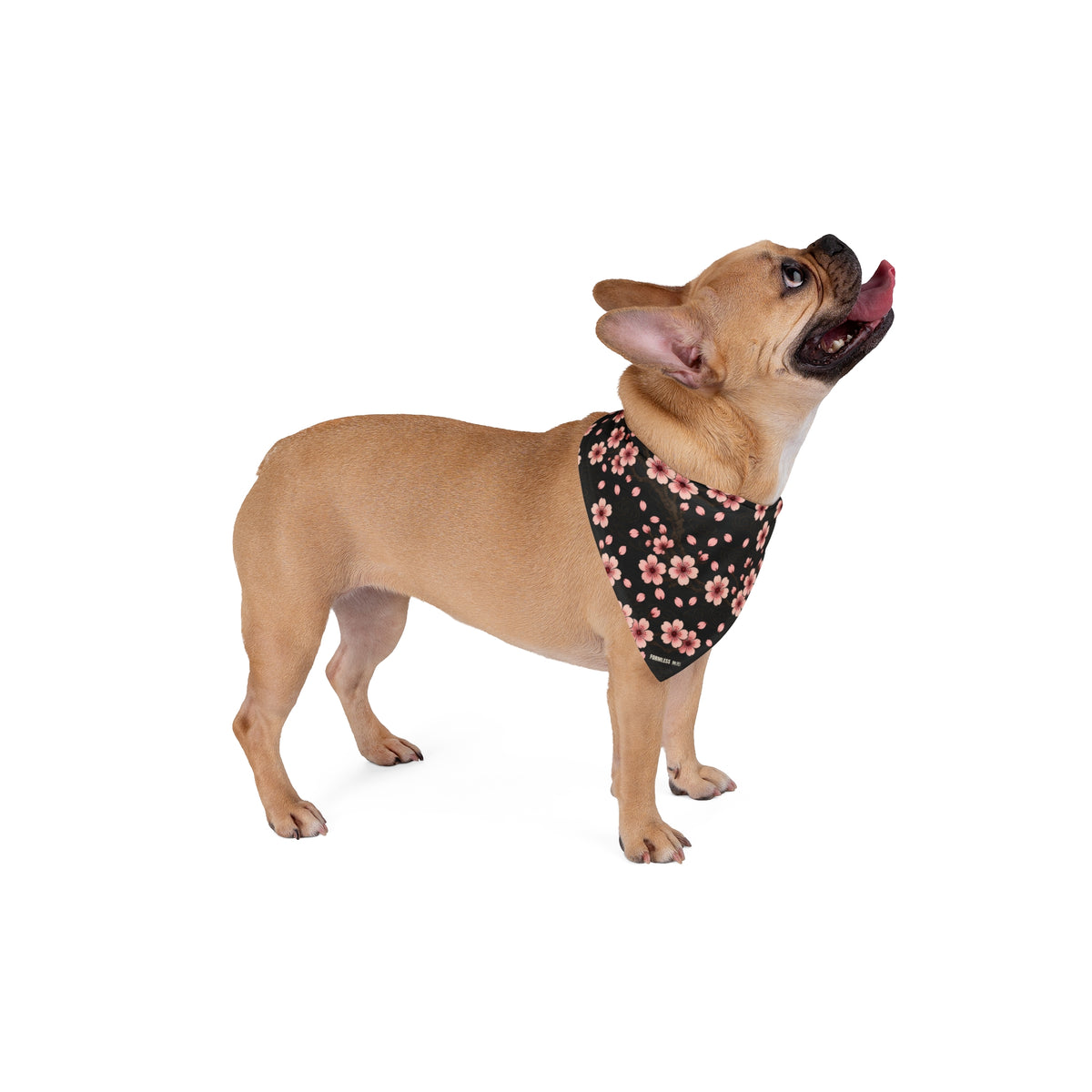 SAKURA dog bandana in black with all-over pink cherry blossom print, worn by a tan dog looking up | Formless