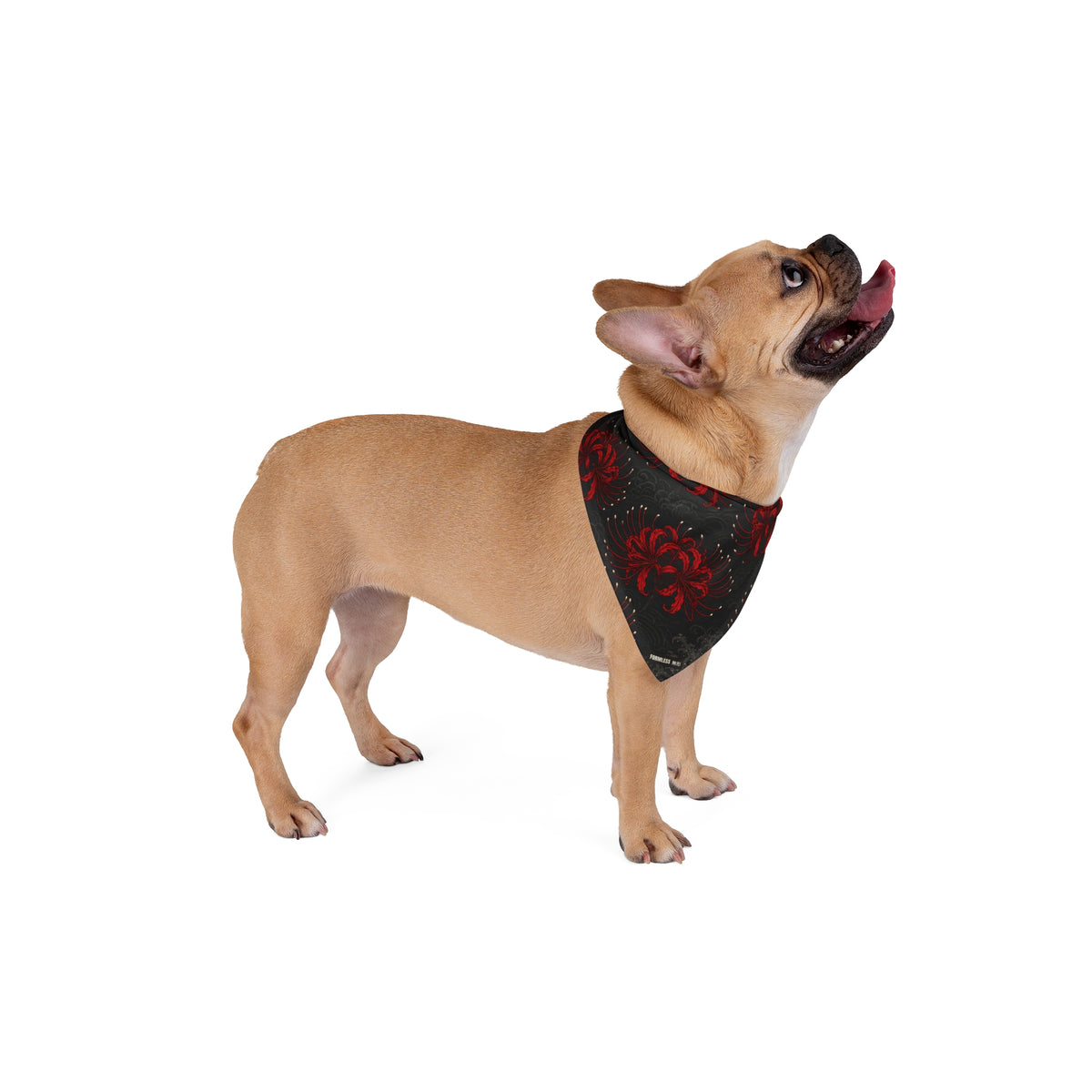 HIGANBANA dog bandana in black with all-over red spider lily print, worn by a tan dog looking up | Formless