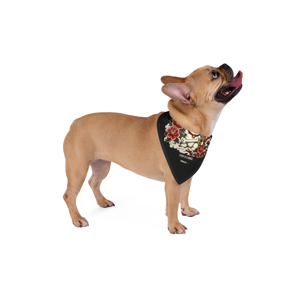 MANEKI dog bandana in black with lucky cat, red flowers and waves print, worn by a tan dog looking up | Formless