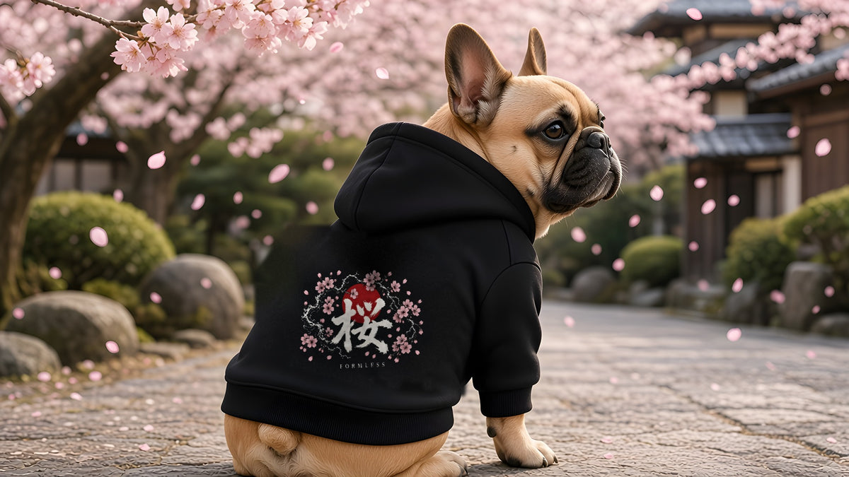 French bulldog in the SAKURA dog hoodie under cherry blossoms